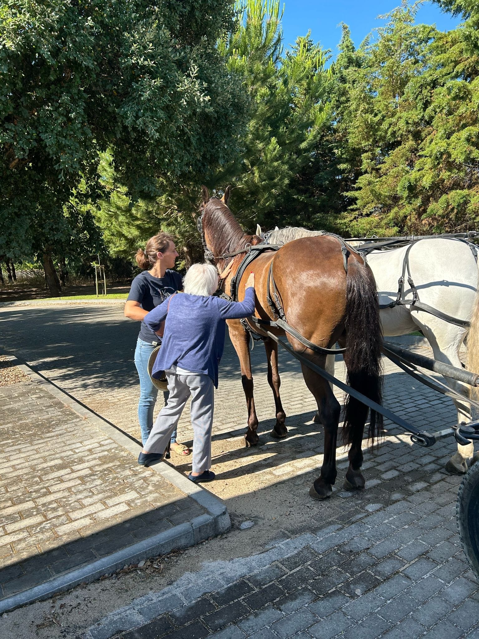 Residente acompanhada por uma colaboradora a acariciar um cavalo durante uma atividade ao ar livre